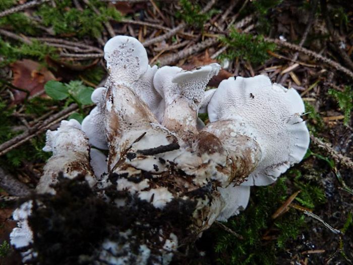 Champignon xylophage